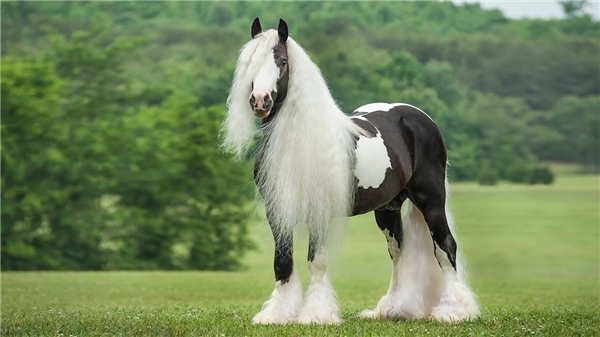 horse beautiful